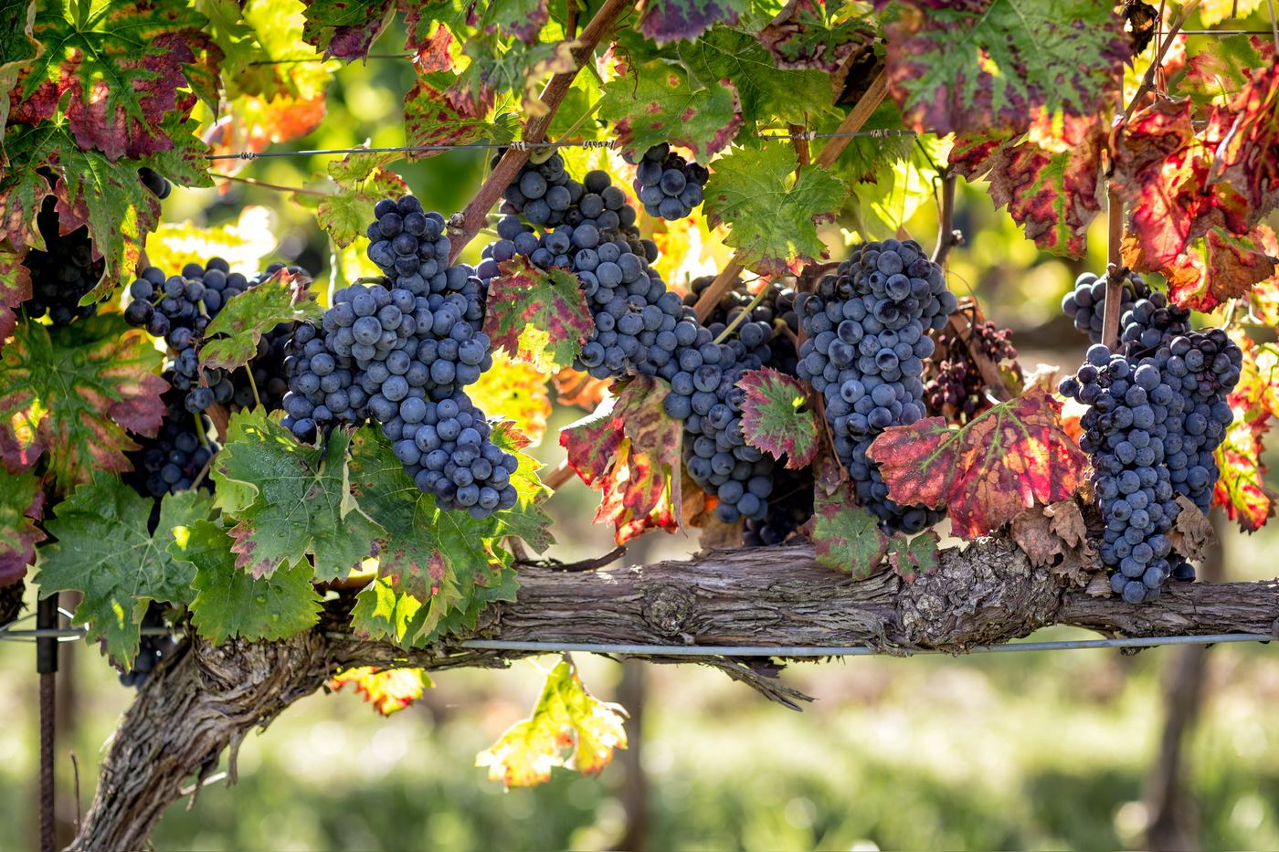 Modne Sagrantino-klaser på stokken med høstfarget løv